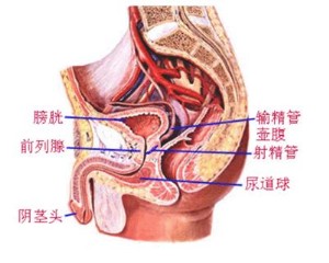 友谊彻底治疗前列腺炎让您痛快方便